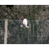 Top Lake Barn Owl by Roger Harris Feb 09