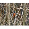 Top Lake Kingfisher by Roger Harris Feb 09