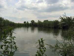 Willow Lake, Part of the Barford Lakes Complex