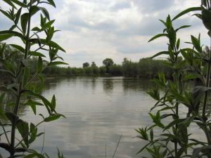 Views of Willow Lake